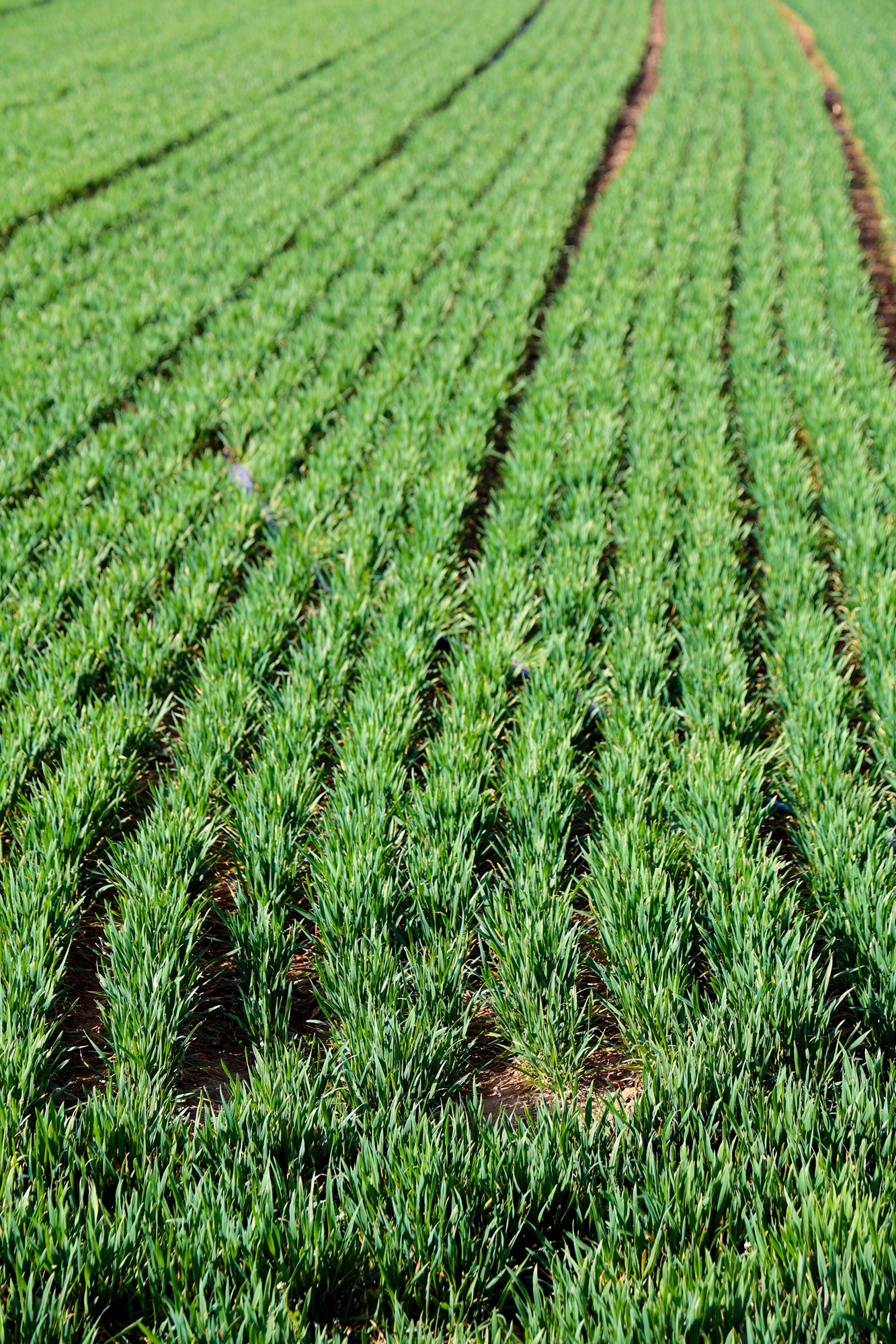 “云”上摄影展丨《徐村*光春**美人勤春来早》