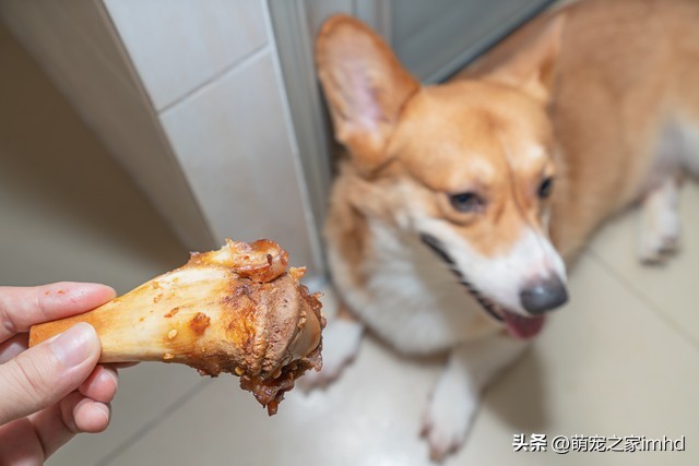 不想养狗了应该把狗狗送去哪里,当你的狗不吃狗粮怎么办