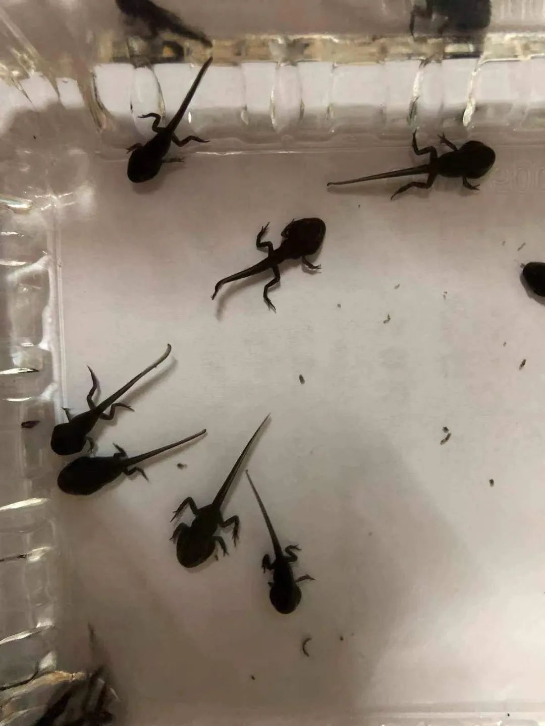 新绛县幼儿园【中四班班本课程】遇见蝌蚪