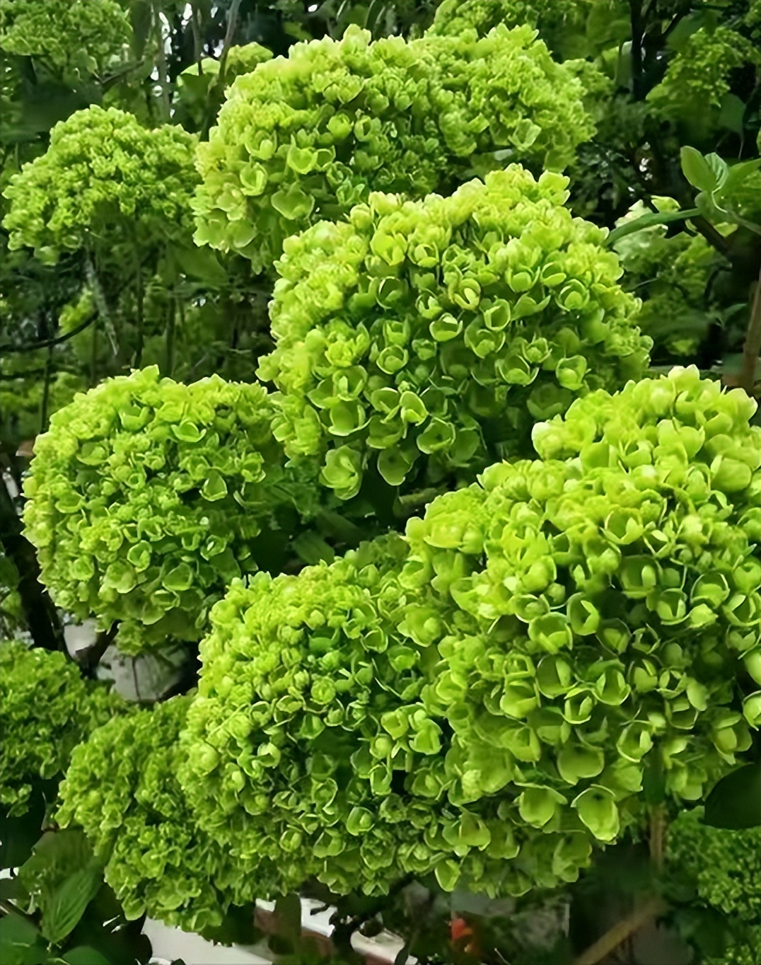 庭院的大门前种什么花树比较好,适合庭院的低矮四季常青的花树