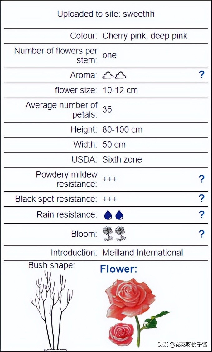 黄色月季哪个品种耐热耐晒抗病强,最耐热耐晒的切花藤本月季品种