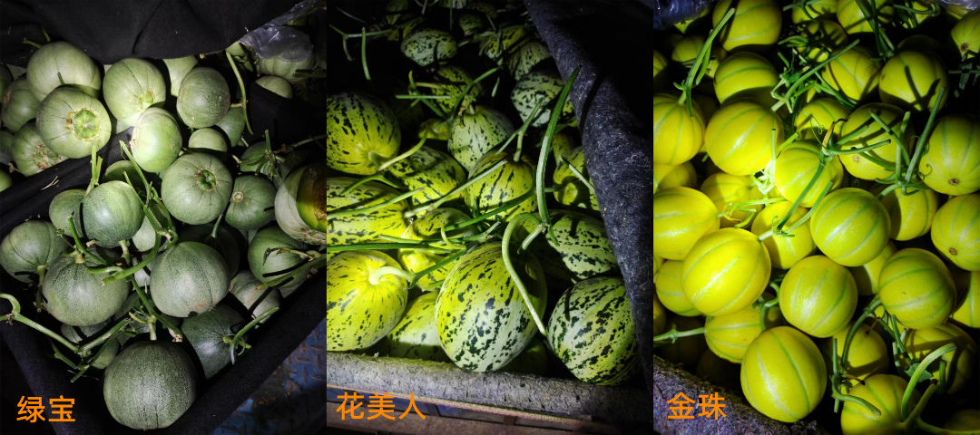 甜瓜哪个品种比较好卖,最新甜瓜产地价格