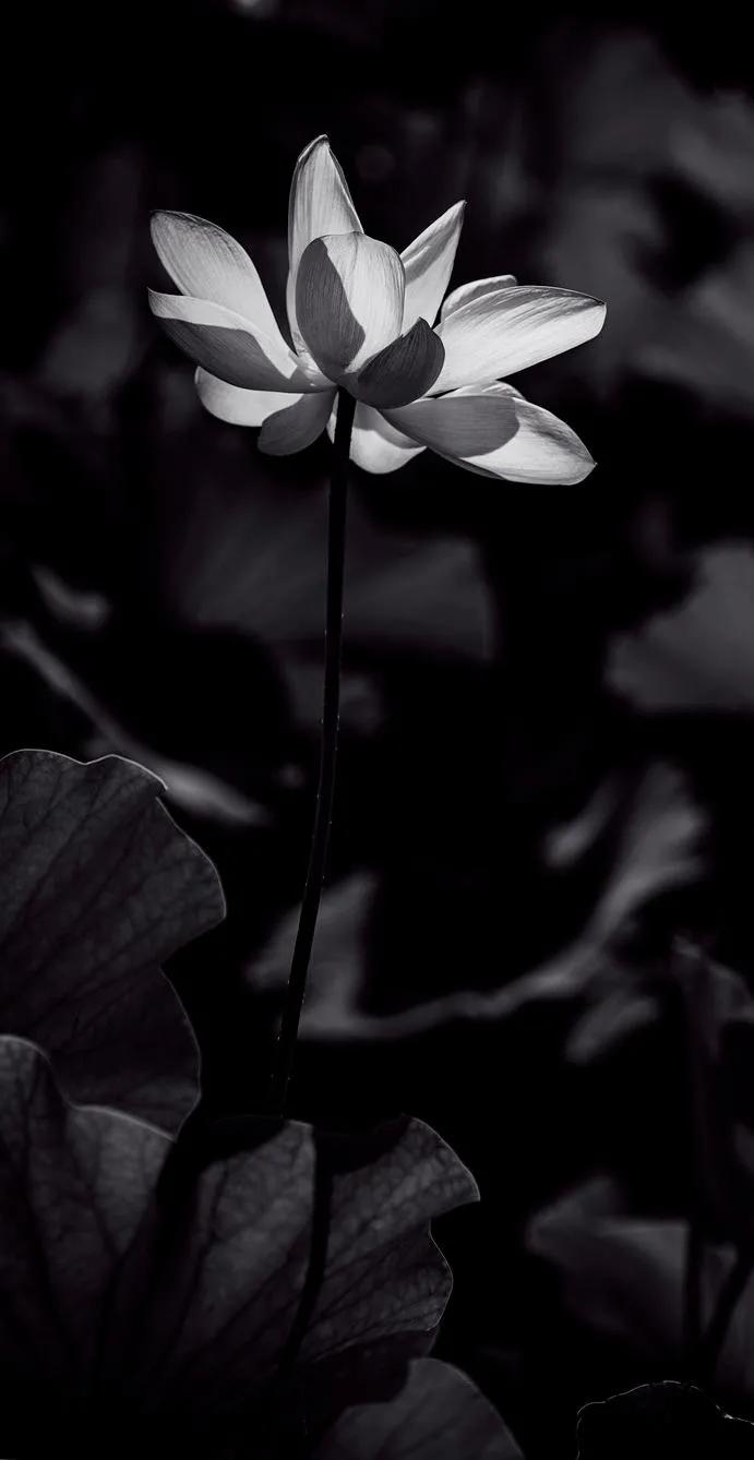 黑暗系壁纸黑底文字,黑暗色系的壁纸