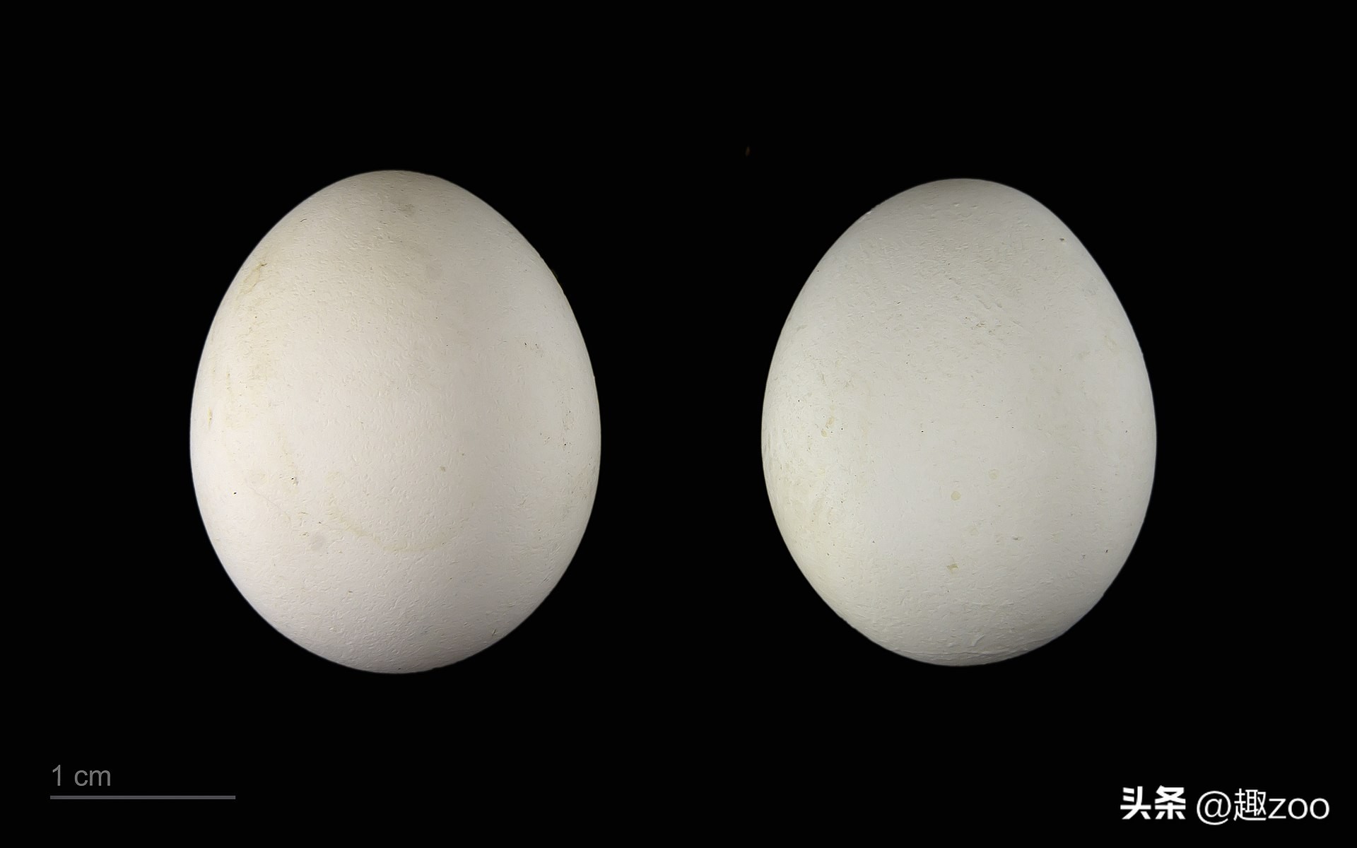 鸟类筑巢能力排名,十大鸟类实力排名