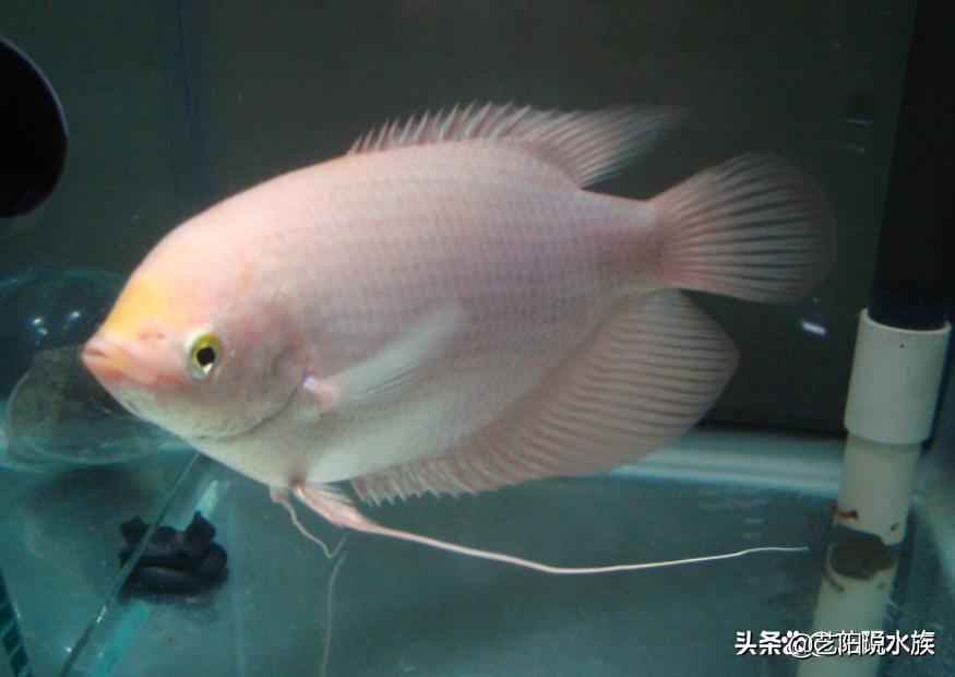 互动性强的观赏鱼好养,哪些观赏鱼会和主人互动