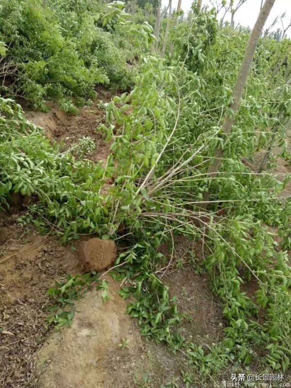 上海优质金银木价格,金银木价格一览表