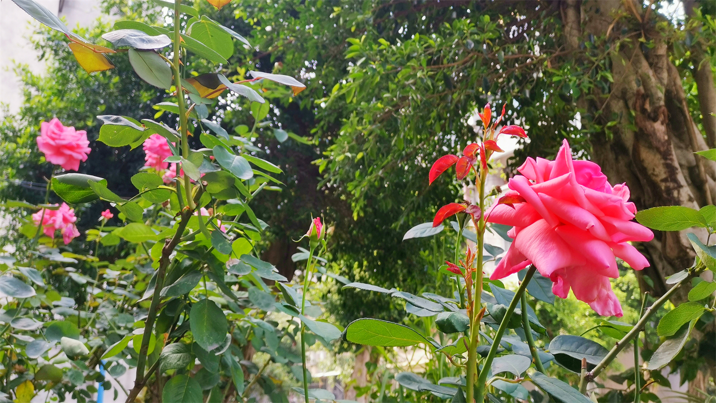 往事如风一切如梦,往事如风人生如梦岁月如歌