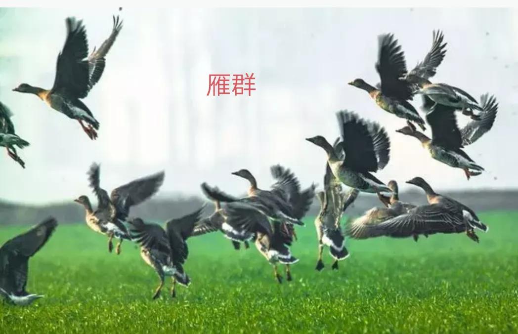 抗日时期火铳,明清火枪鸟铳土铳