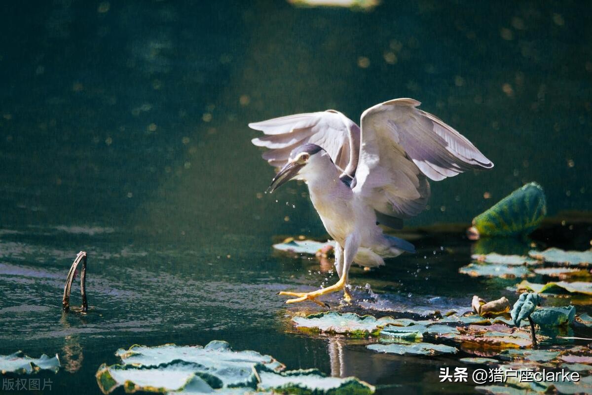 怎么拍出有力量感的动作,如何拍出具有冲击力照片