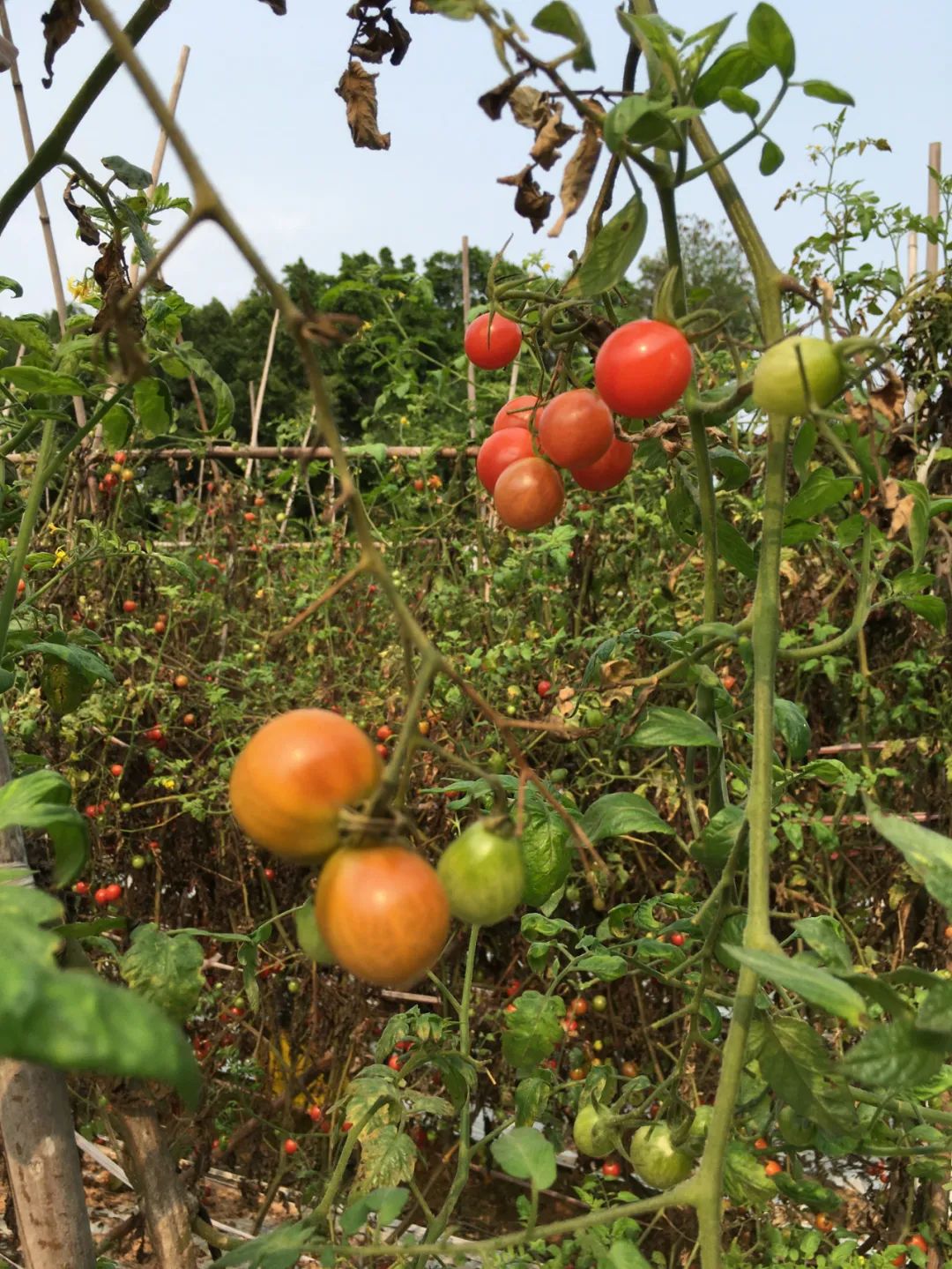 旭光车行雅迪电动车,旭光单车