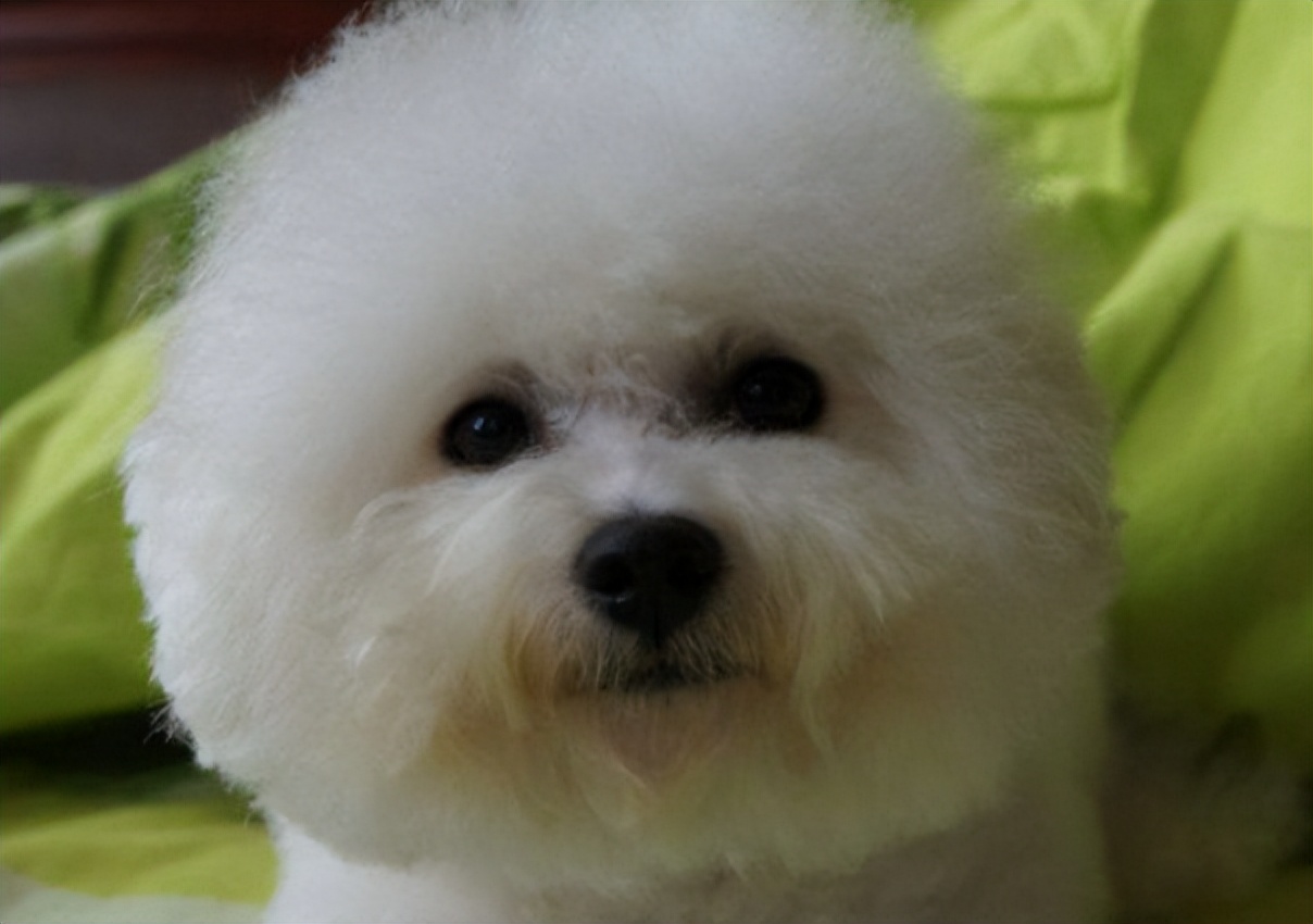 比熊犬吃什么牌子狗粮没泪痕,比熊狗狗吃什么狗粮又便宜又好