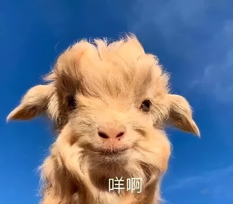 如何辨别羊肉卷是纯的羊肉,冻羊肉卷是怎么卷成的