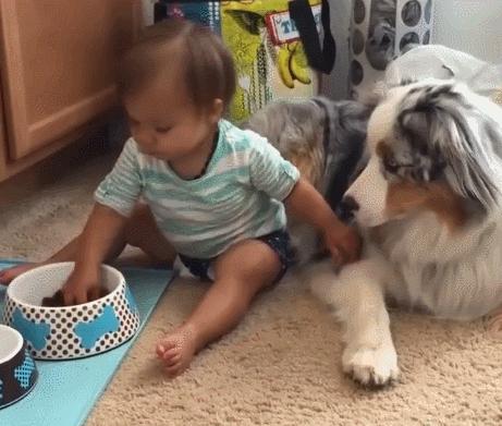 上班族适合养的狗,什么狗最合适小学生新手养也便宜