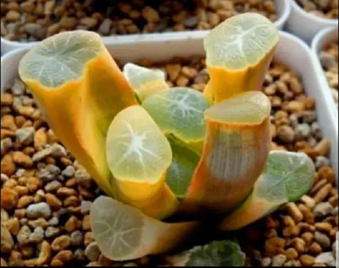 多肉植物石头开花,多肉石头花秋季