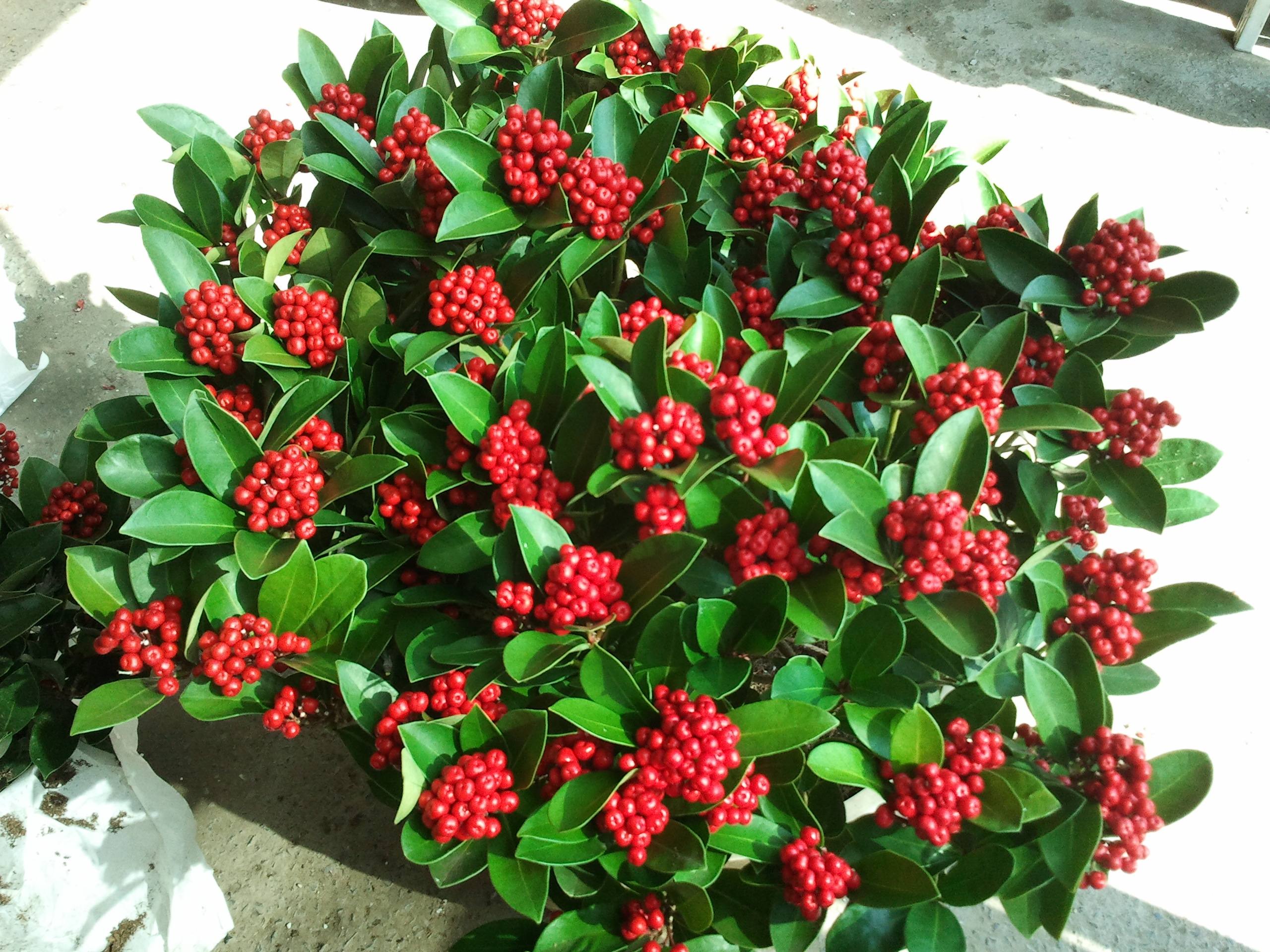 10种名贵花,什么名贵的花最好养