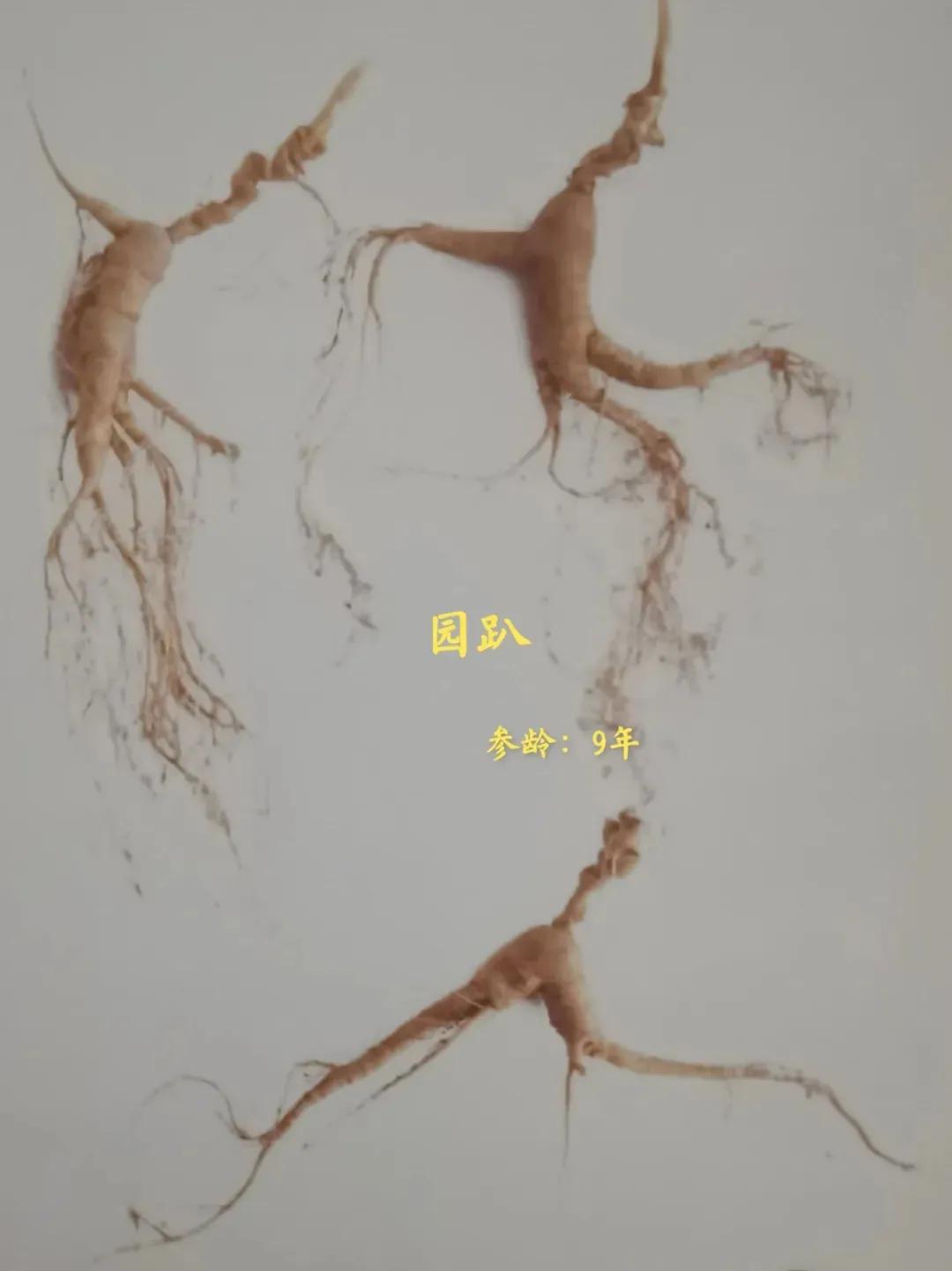 林下参觅货是什么意思,林下参的籽货与蜜货的怎么辨别