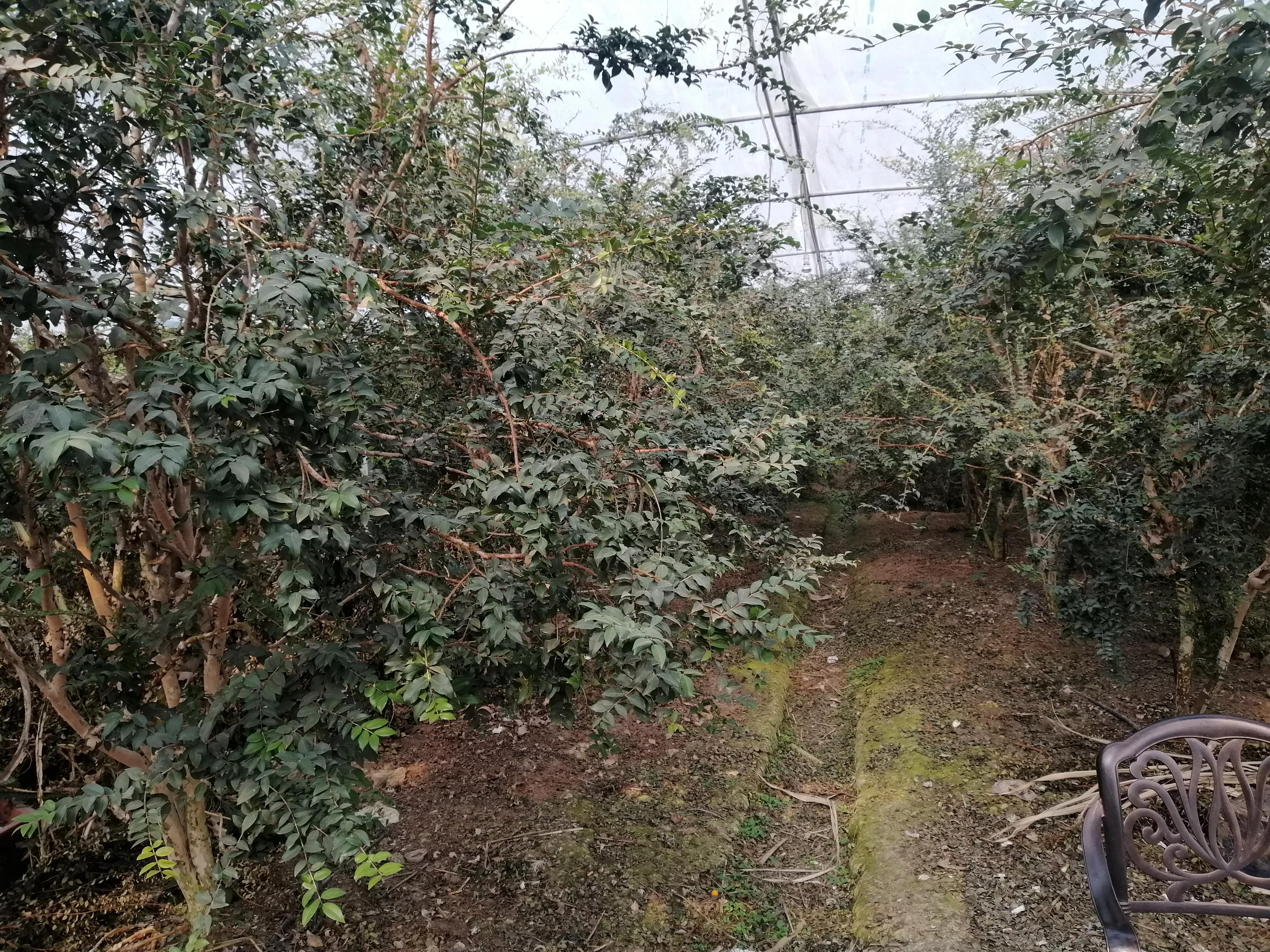 北湖共享农庄,澄湖农庄农家乐