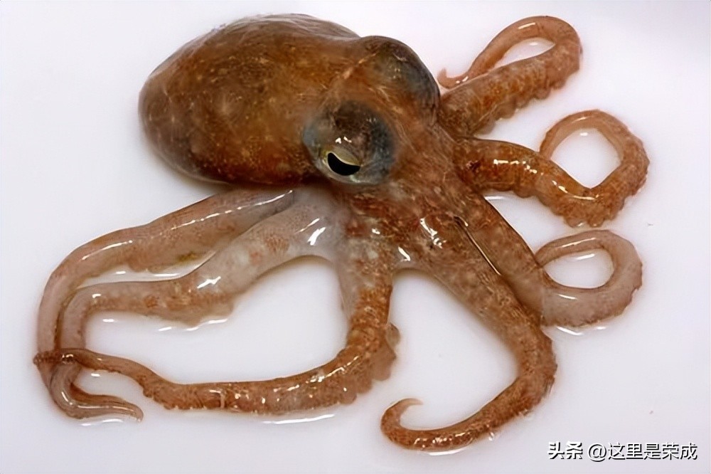 鱿鱼墨鱼鲨鱼章鱼哪个是真正的鱼,墨鱼鱿鱼和章鱼哪个营养价值最高