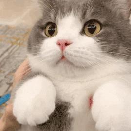 最值得推荐养的几种猫,中华田园猫12个品种图哪个最好养