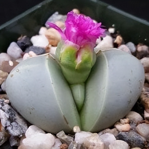 102个大类近500个多肉植物图片，都极其美丽，建议在家中也养一盆