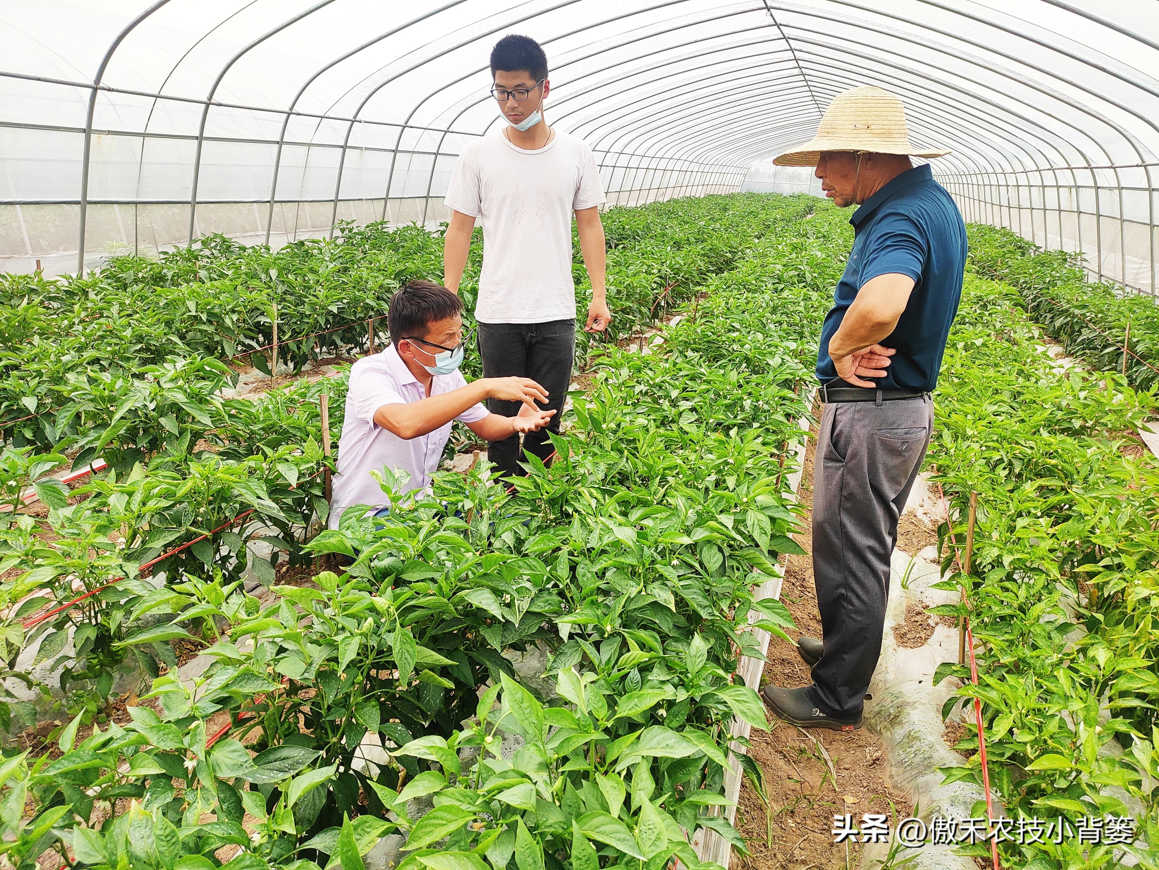 甲维盐杀虫效果变差了?学会用药技巧合理复配,杀虫效果能翻倍