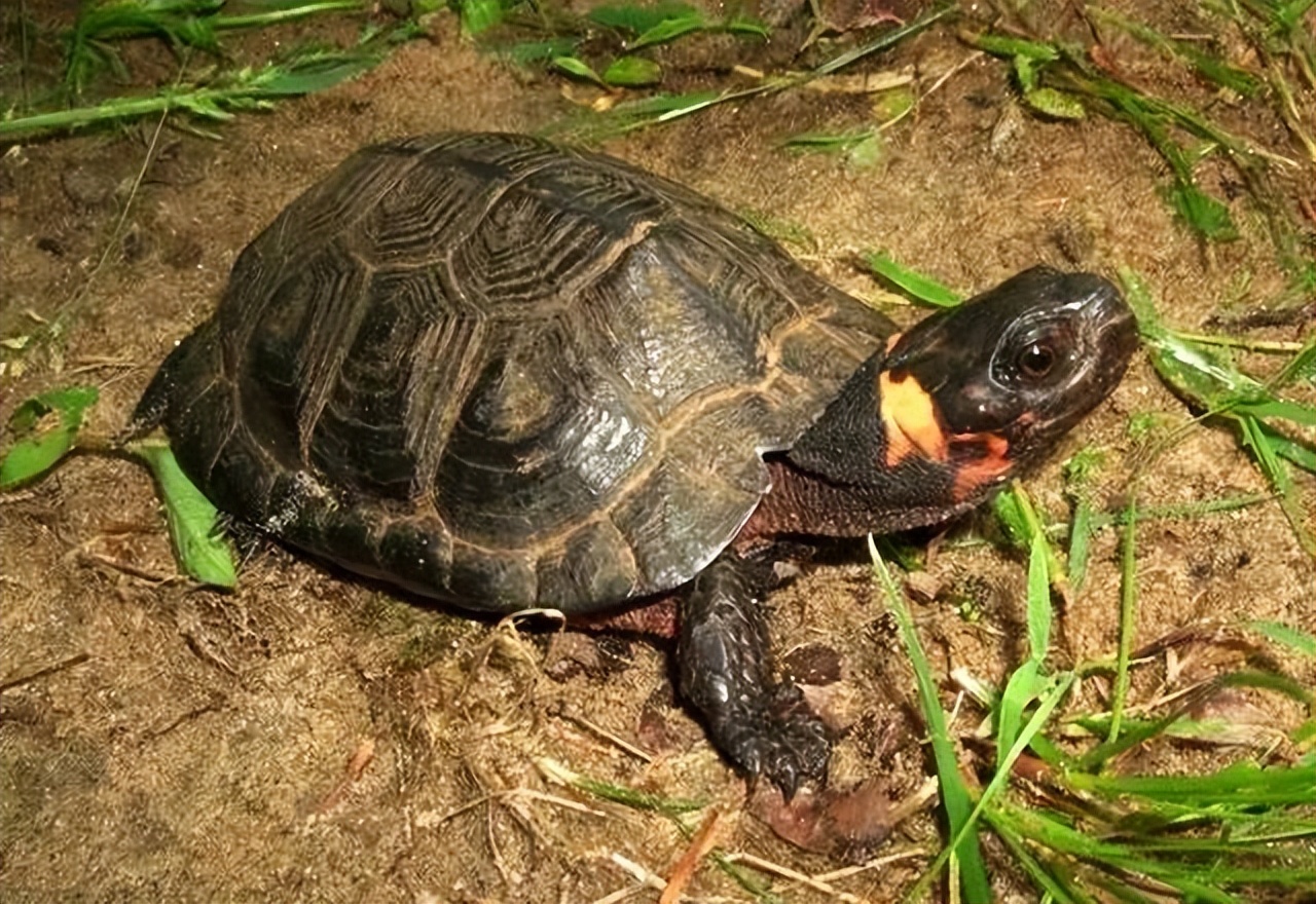 养北美鳄龟的龟友,箱龟种类图片大全