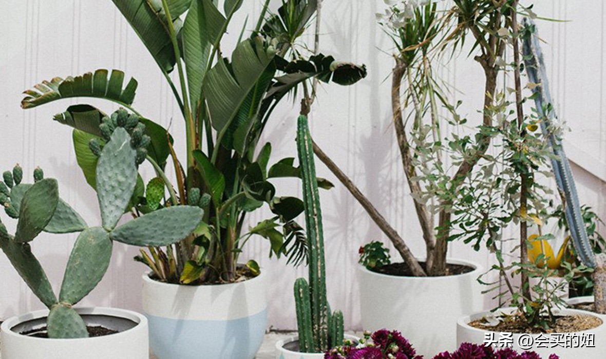 价格便宜且又有实用价值的绿植,家里值得买的绿植