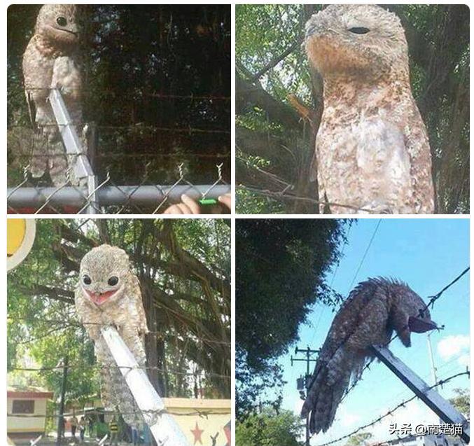 分享各种各样的动物,保证你没见过的20种新动物