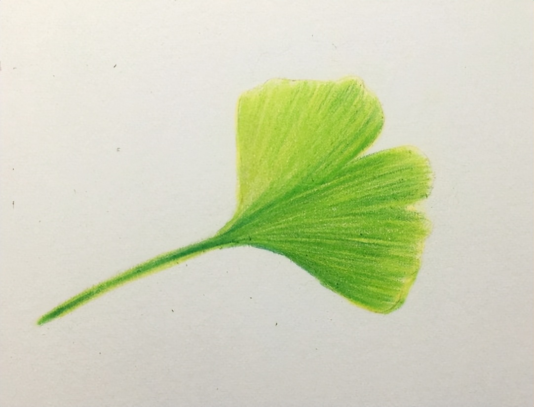银杏叶的画法简单,银杏叶的画法步骤图解