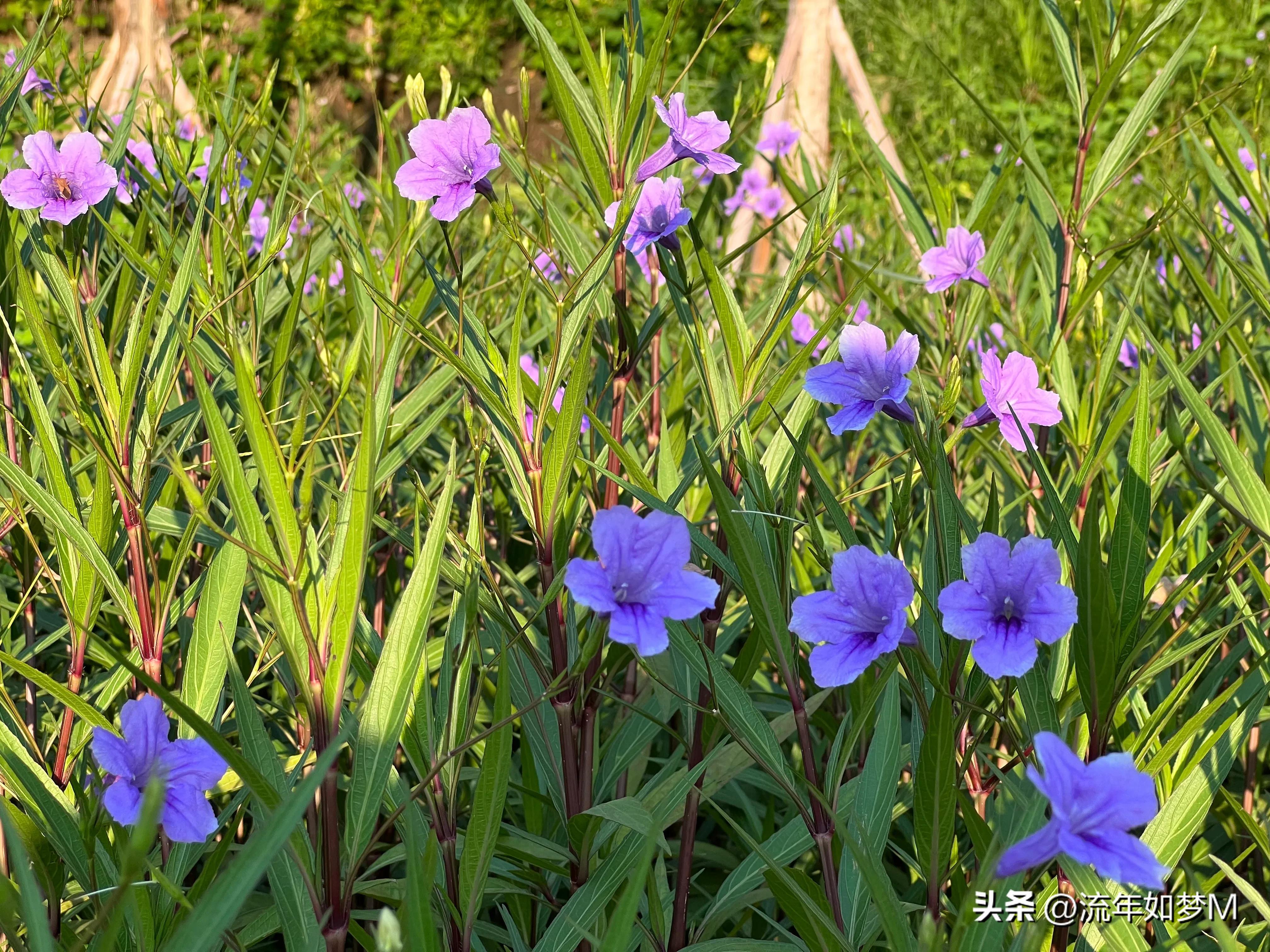 “桐歌一曲”带给我的喜欢和感动