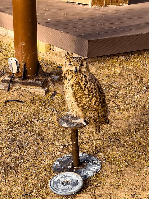 哈伊马角利兹卡尔顿,哈伊马角沙漠丽思卡尔顿酒店