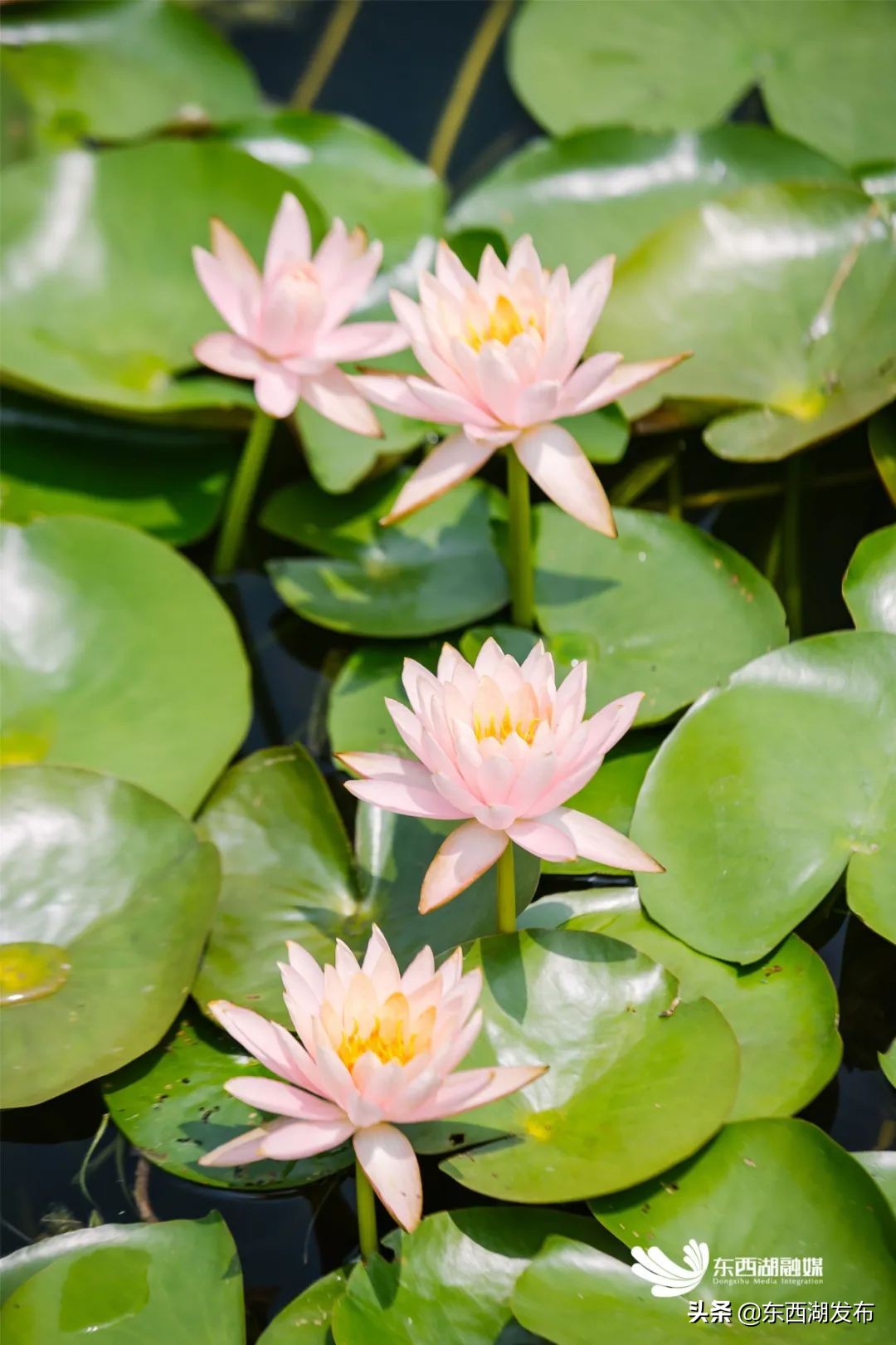 荷花开了夏天到了,荷花开了夏天又来了