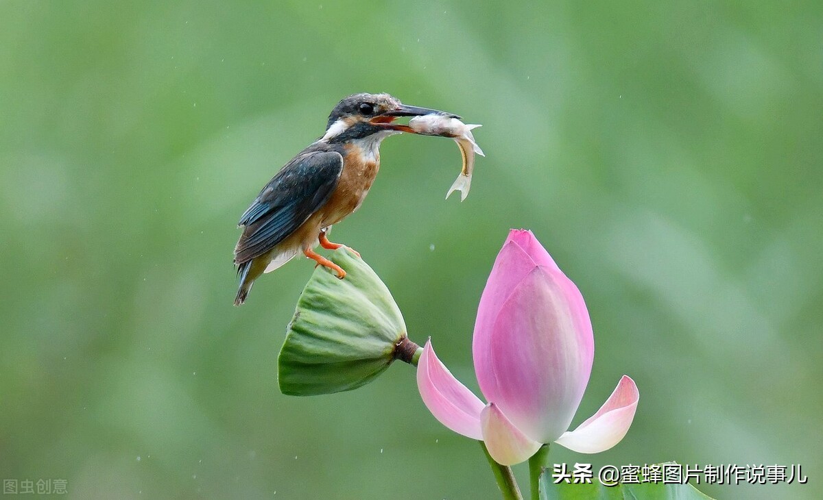 出淤泥而不染濯清涟而不妖深意,出淤泥而不染濯清涟而不妖相似词