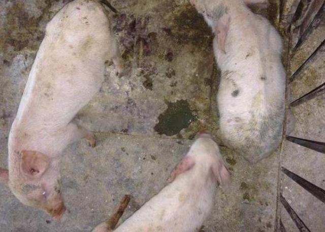 猪传染性胃肠炎腹泻活疫苗,猪流行性腹泻的解决方法