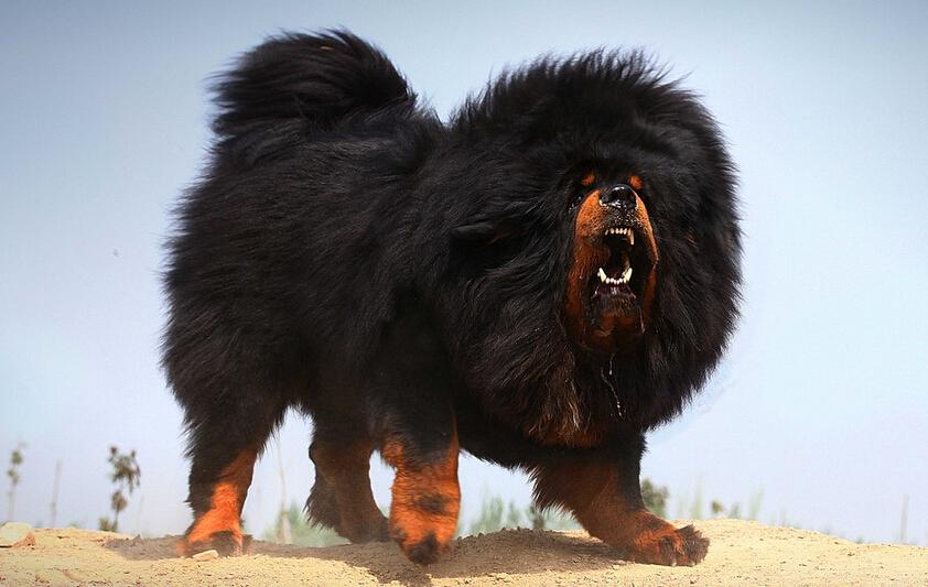 被狼群救下的藏獒,西藏一头孤狼咬死七只藏獒