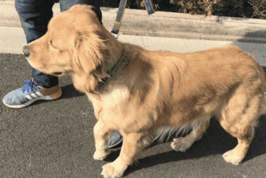 家有瓜娃子,狗腿瘸了治疗费用