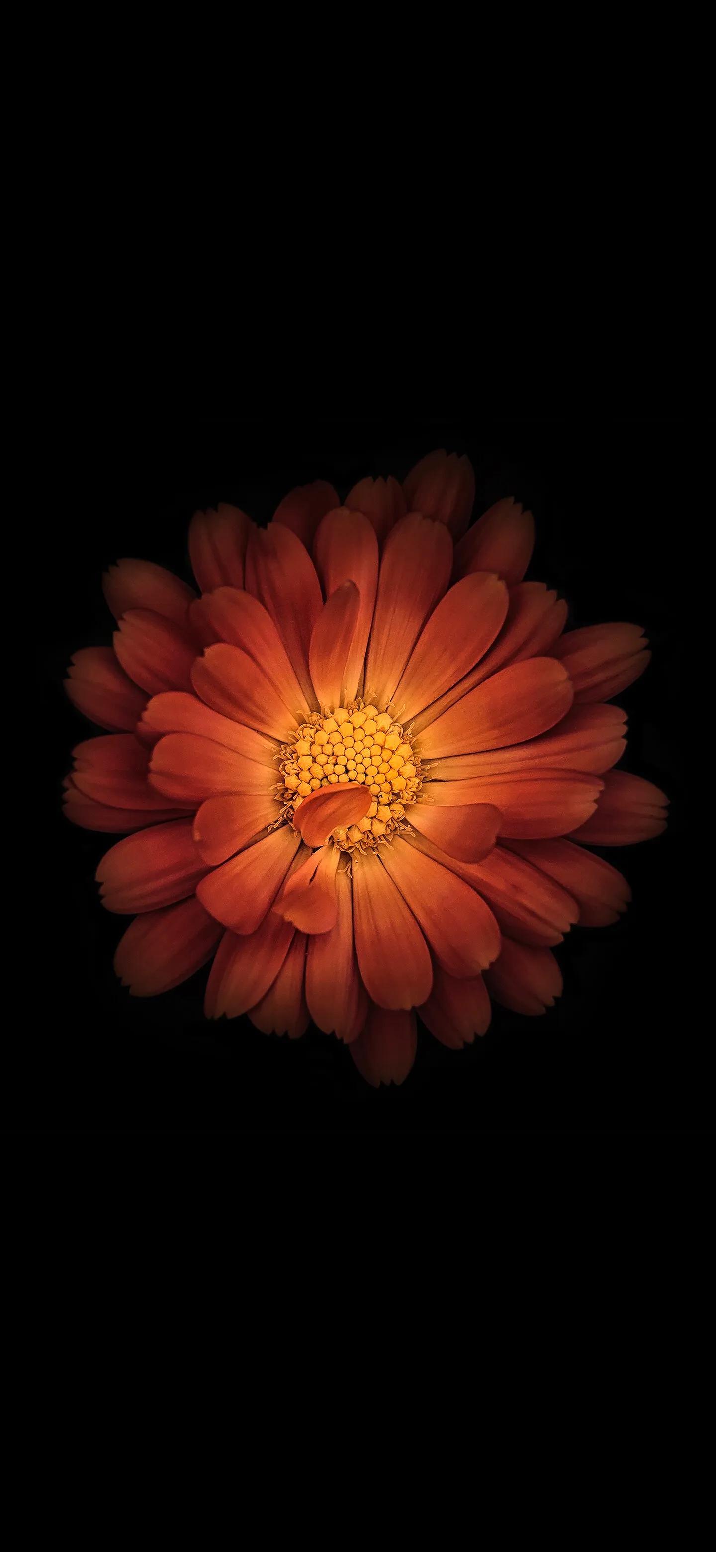 高清全面屏手机壁纸,米奇壁纸高清全面屏