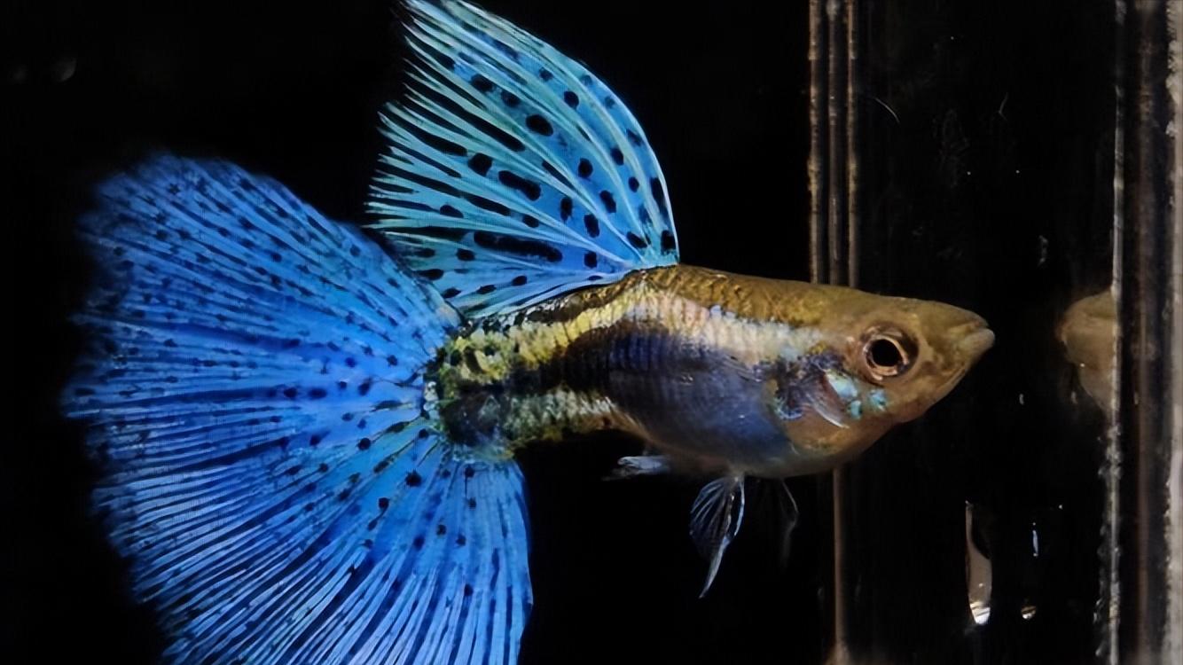 孔雀鱼的生物学特性及人工养殖和繁育技术