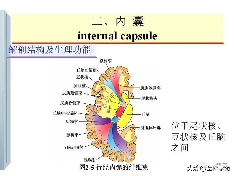 神经系统的影像与解剖定位,最全神经解剖图