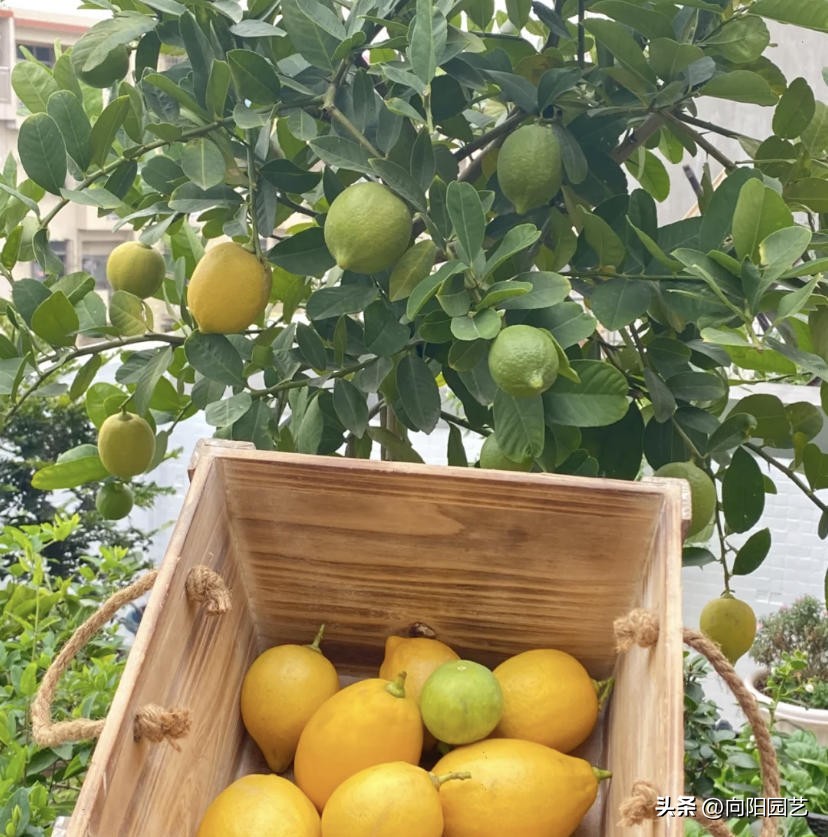 盆栽柠檬树的果子能吃吗,盆栽柠檬树果子