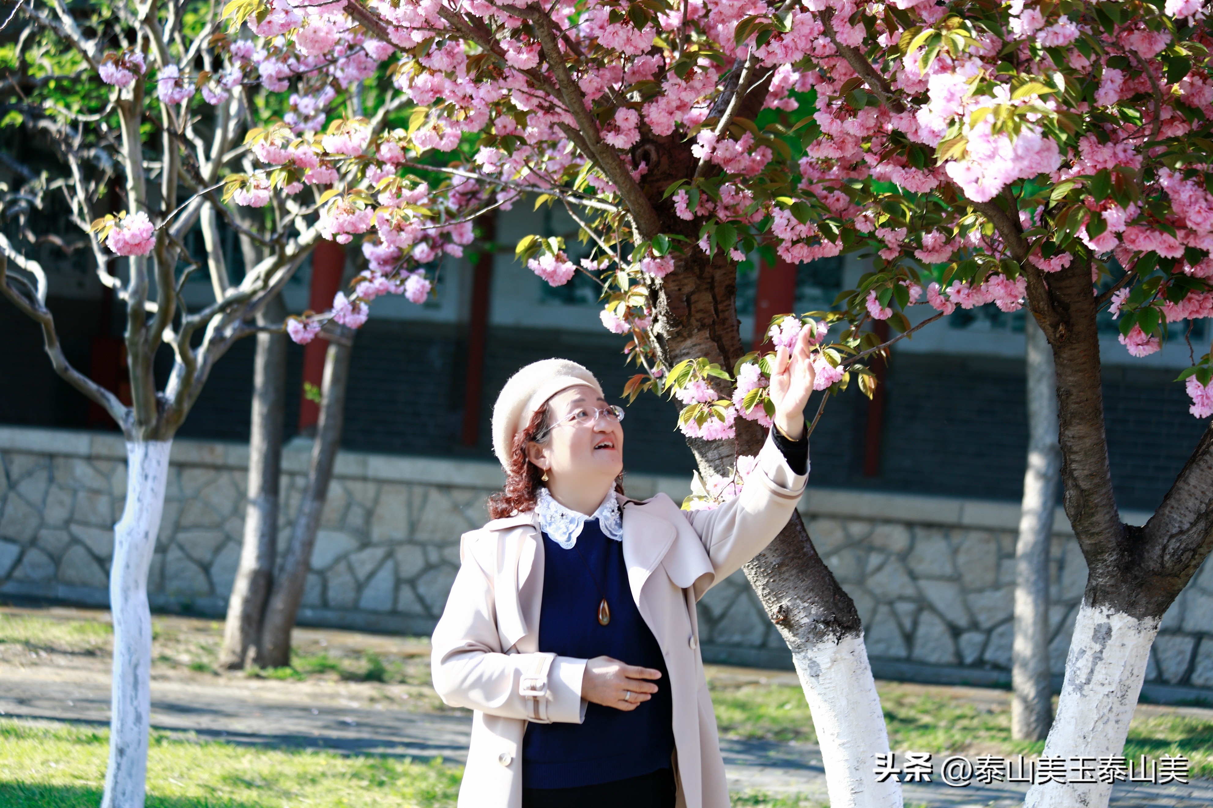 山亭寺沟樱花,定山溪樱花