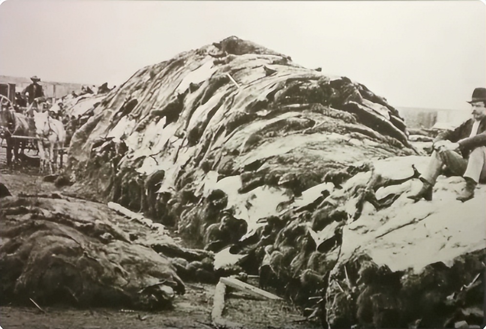 三大雄狮捕杀野牛事件,美洲野牛被屠戮殆尽