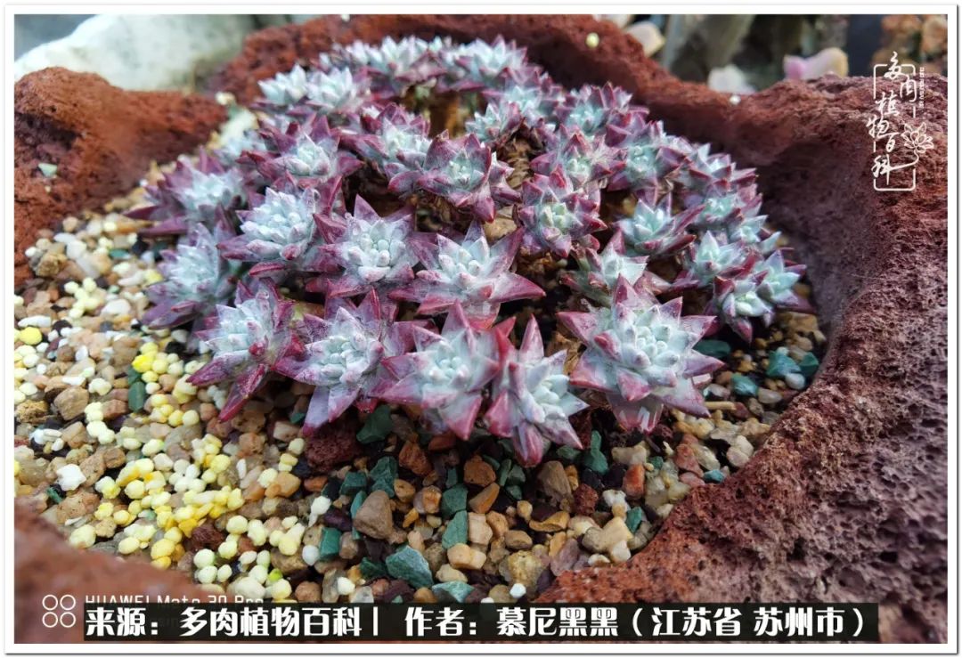 生活需要三分甜,生活需要一半禅意一半烟火