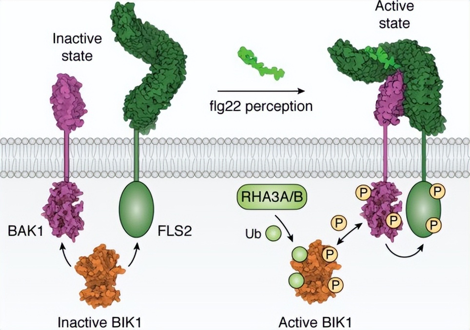 植物抗病基因的研究进展,植物免疫反应调控方法