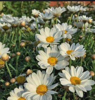 代表着和平的植物为什么是橄榄枝,橄榄枝是什么植物