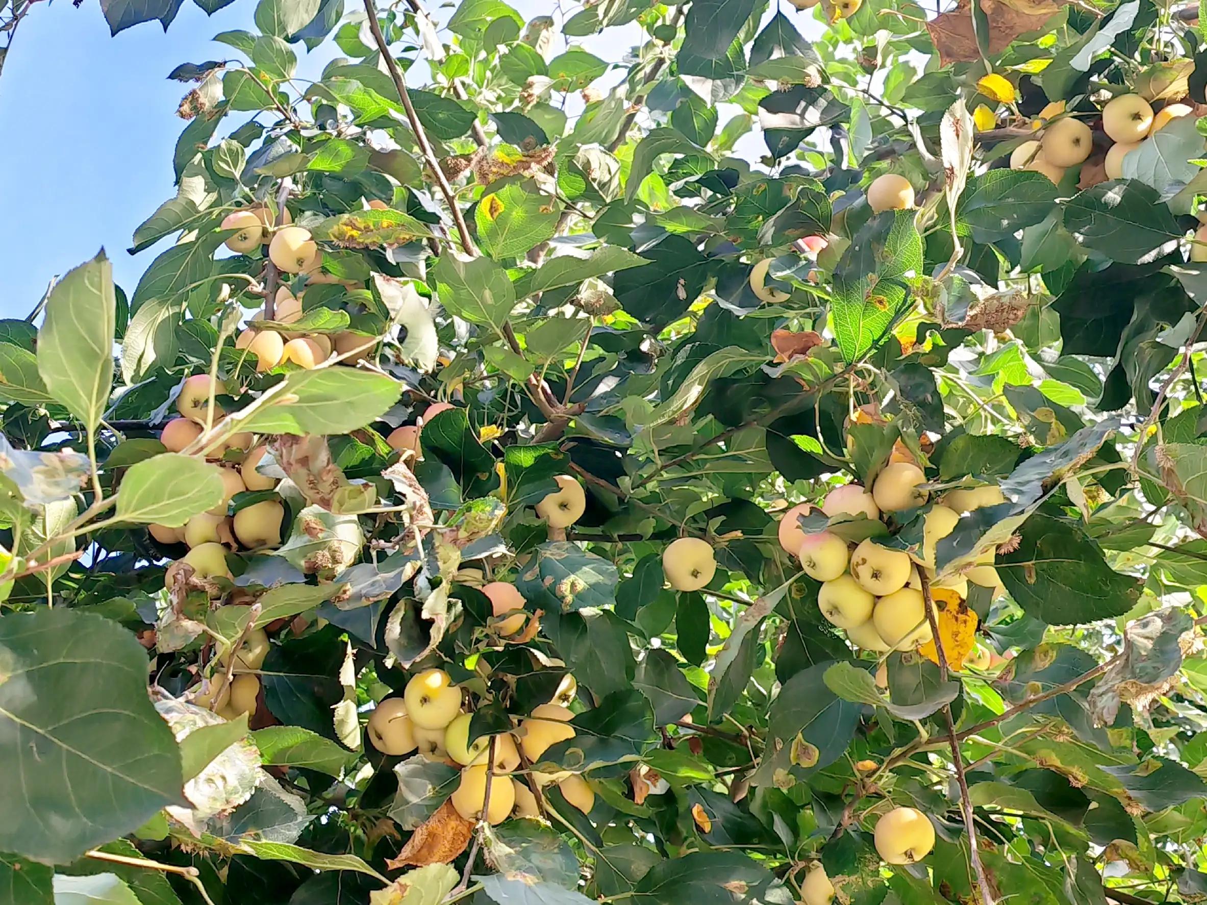 沙果——割不断的乡愁之五