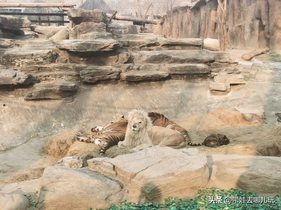 一天玩遍北京野生动物园,包场去鸟巢