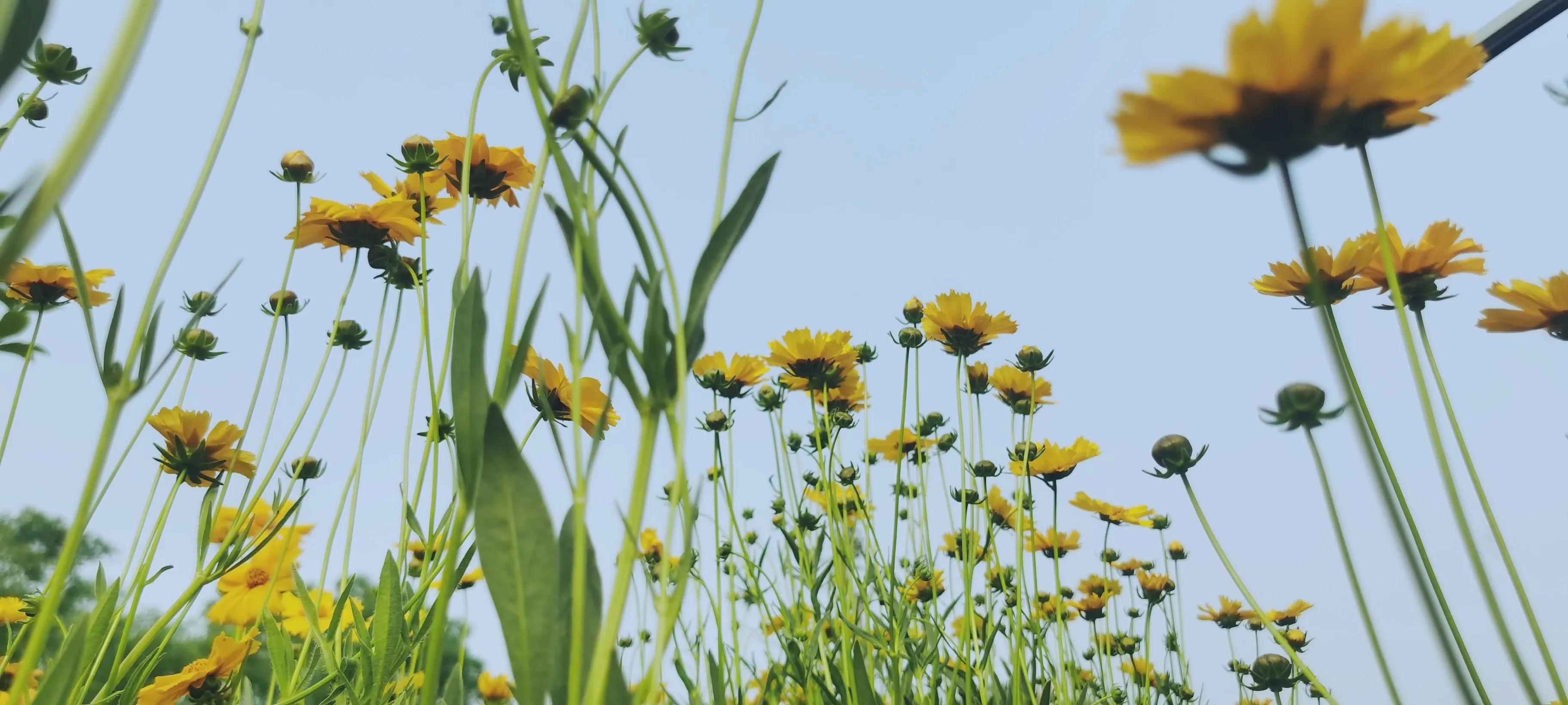 盛开在夏日里的那些花儿,冬天里那些盛开的花儿
