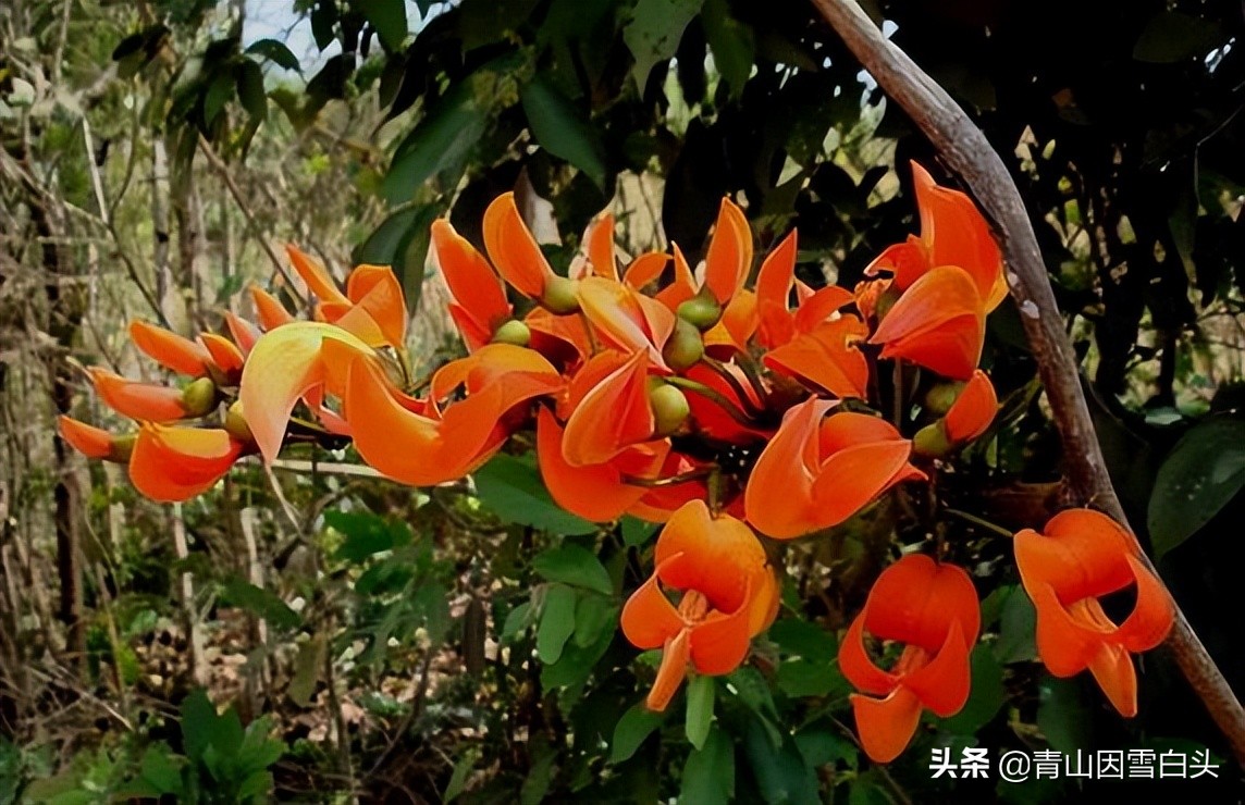 一亩桉树产值,荒山种植桉树前景