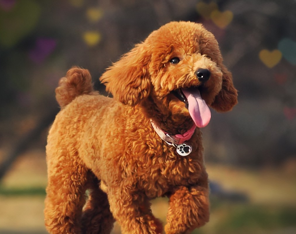 泰迪喜欢粘你,泰迪特别喜欢挨着你